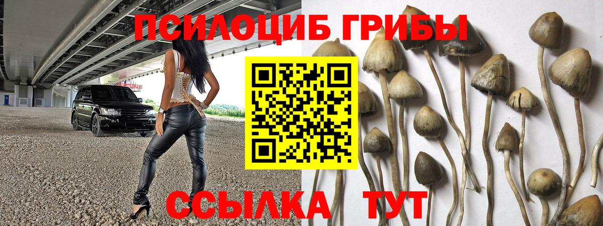 дарнет шоп  Вход с VPN  Нововоронеж  Псилоцибиновые грибы MAGIC MUSHROOMS 