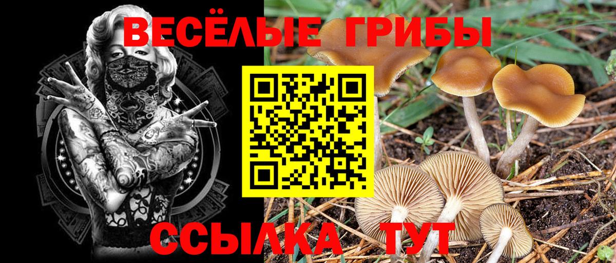 Псилоцибиновые грибы мицелий Нововоронеж
